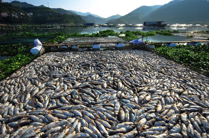 Mass Fish Death in China (7 pics)