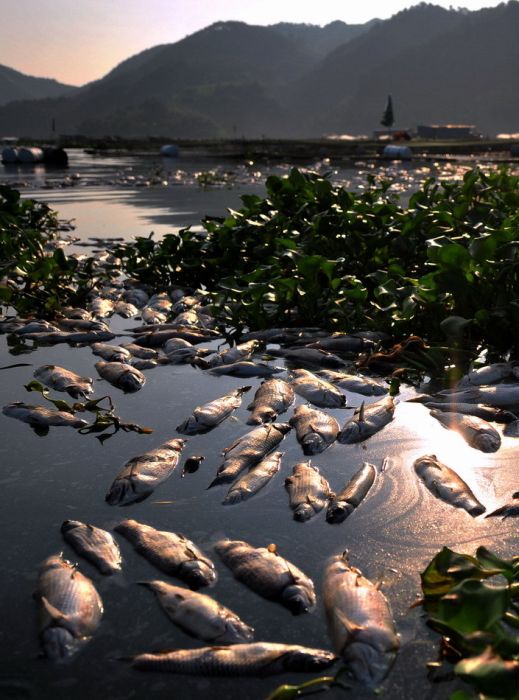 Mass Fish Death in China (7 pics)