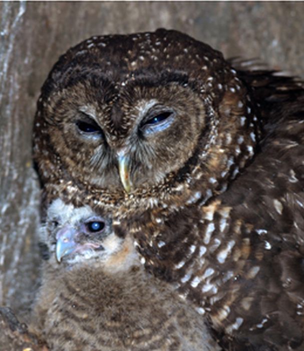  Beautiful Owls  111 pics 