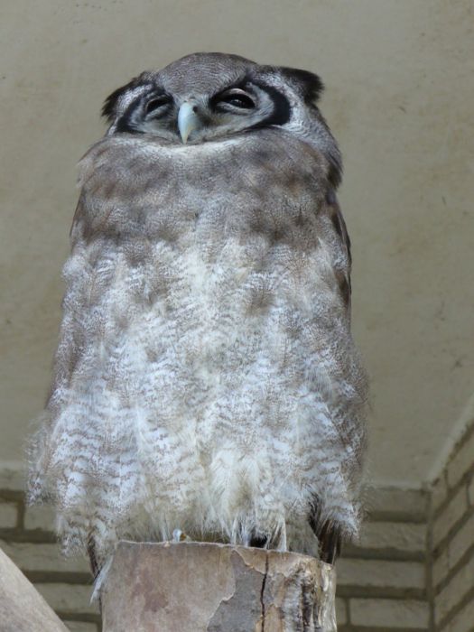 Beautiful Owls (111 pics)
