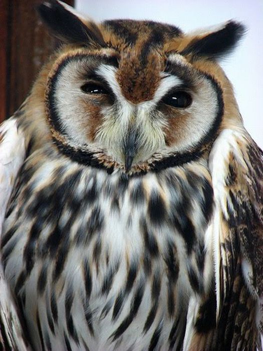 Beautiful Owls (111 pics)