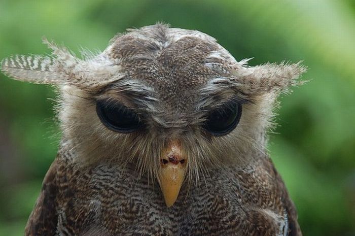 Beautiful Owls (111 pics)