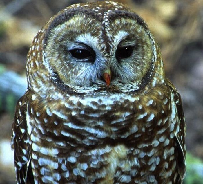 Beautiful Owls (111 pics)