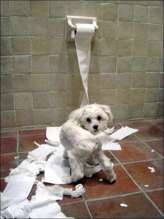 Damage Caused By Pets (35 pics)