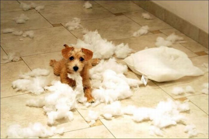 Damage Caused By Pets (35 pics)