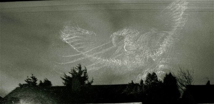 Incredible Birds Impressions On Window Glass (12 pics)