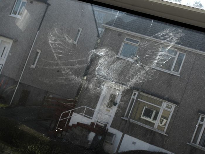 Incredible Birds Impressions On Window Glass (12 pics)
