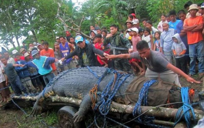 Huge Crocodile is caught in Philippines (7 pics + video)