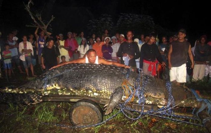 Huge Crocodile is caught in Philippines (7 pics + video)