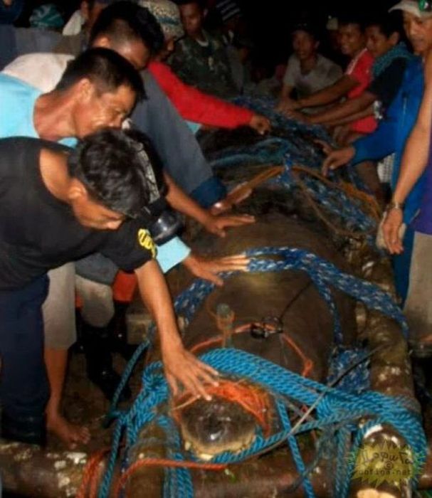 Huge Crocodile is caught in Philippines (7 pics + video)