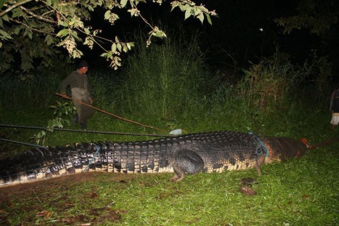 Huge Crocodile is caught in Philippines (7 pics + video)