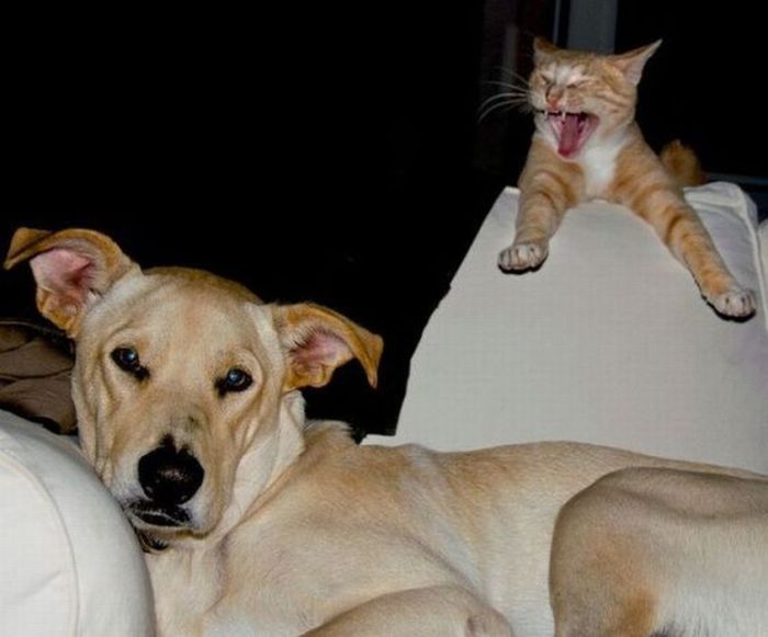 Acid Picdump (91 pics)