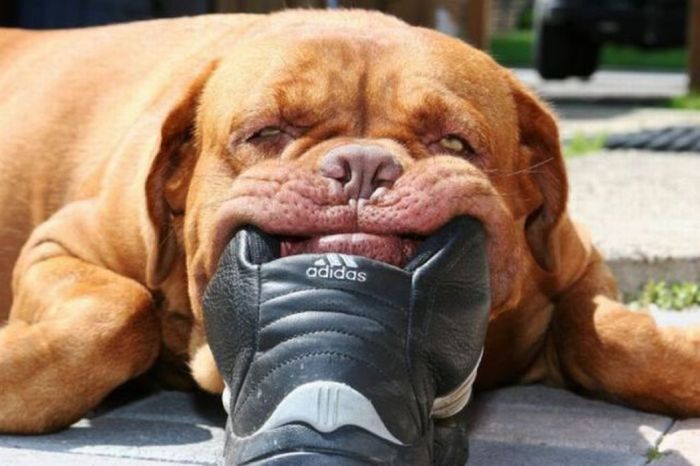 Acid Picdump (91 pics)