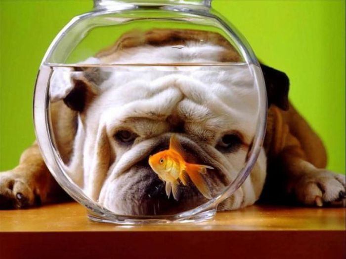 Acid Picdump (91 pics)