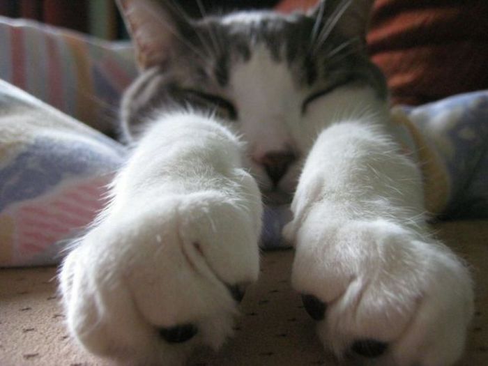 Acid Picdump (91 pics)