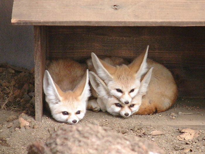 Acid Picdump (91 pics)