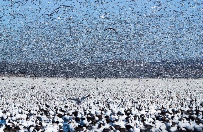 Million Geese in Missouri (21 pics)