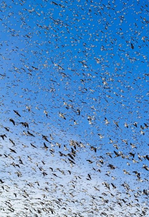 Million Geese in Missouri (21 pics)