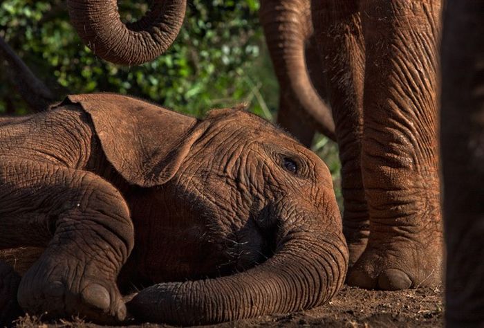 The Baby Elephant Orphanage in Kenya (18 pics)