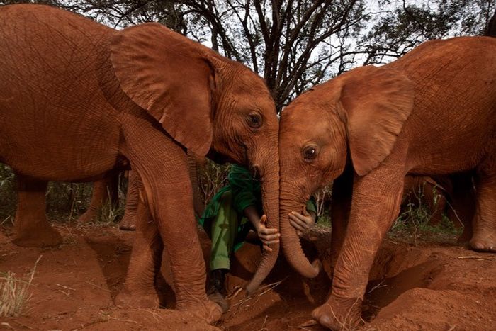 The Baby Elephant Orphanage in Kenya (18 pics)