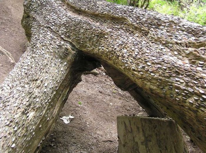 Money Tree That Brings Good Luck in Great Britain (12 pics)