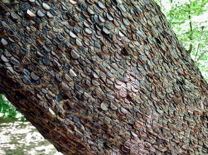 Money Tree That Brings Good Luck in Great Britain (12 pics)