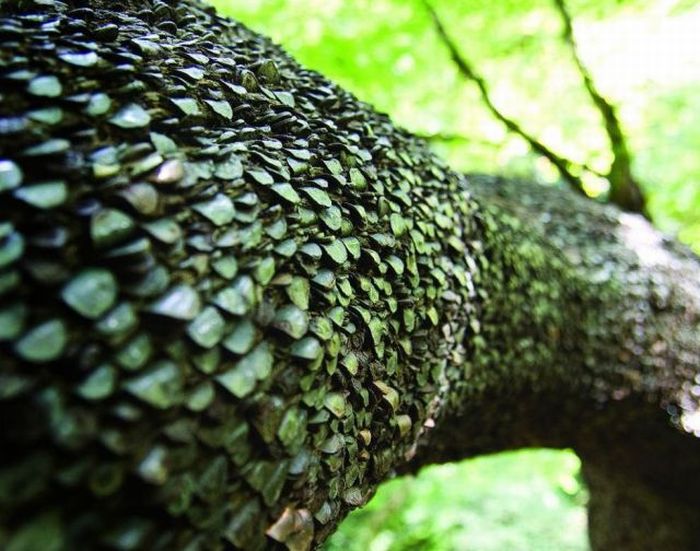 Money Tree That Brings Good Luck in Great Britain (12 pics)