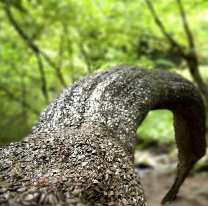 Money Tree That Brings Good Luck in Great Britain (12 pics)