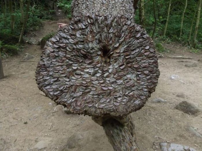 Money Tree That Brings Good Luck in Great Britain (12 pics)
