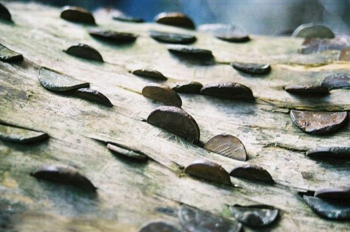 Money Tree That Brings Good Luck in Great Britain (12 pics)
