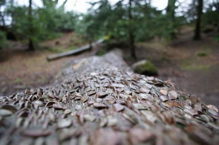 Money Tree That Brings Good Luck in Great Britain (12 pics)