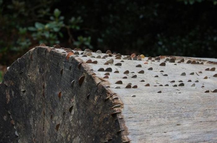 Money Tree That Brings Good Luck in Great Britain (12 pics)