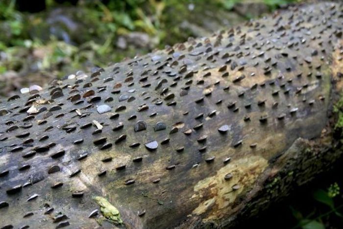 Money Tree That Brings Good Luck in Great Britain (12 pics)