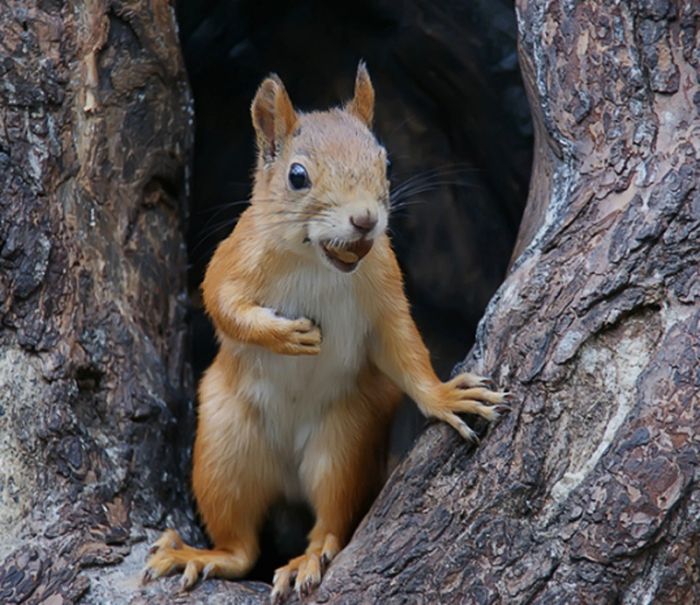 Awesome Squirrels (100 pics)