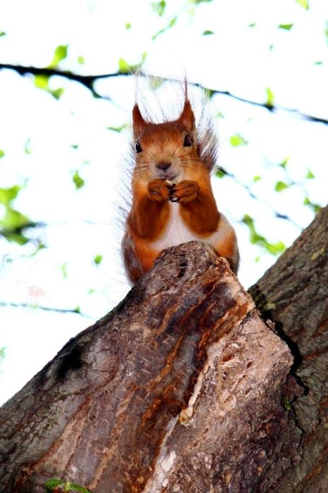 Awesome Squirrels (100 pics)