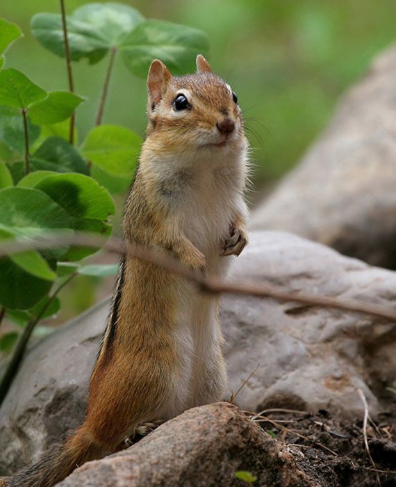 Awesome Squirrels (100 pics)