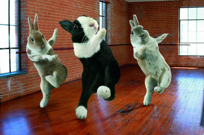 Cute Dancing Bunnies Calendar (13 pics)