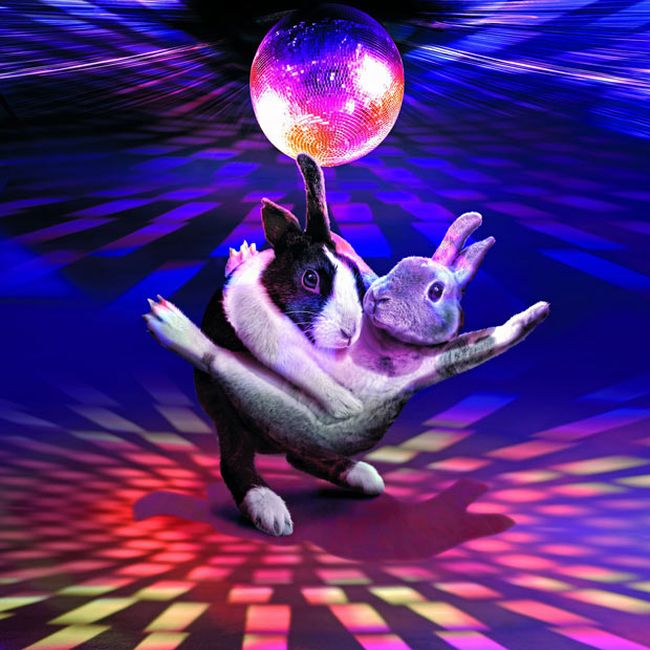 Cute Dancing Bunnies Calendar (13 pics)