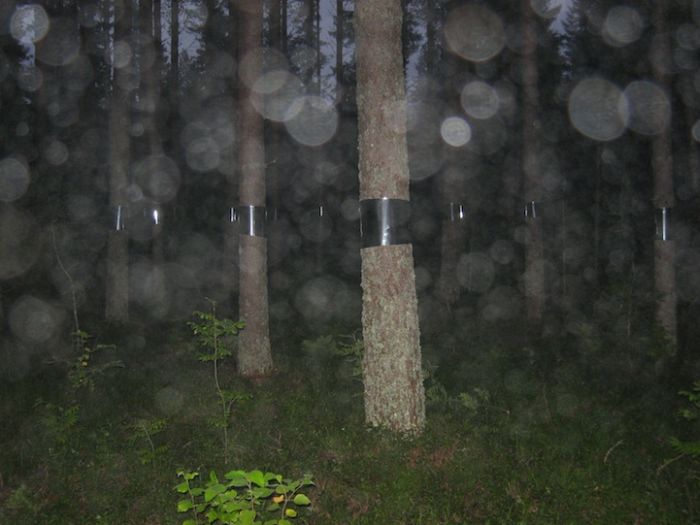 Invisible Trees in Forest Prank (7 pics)