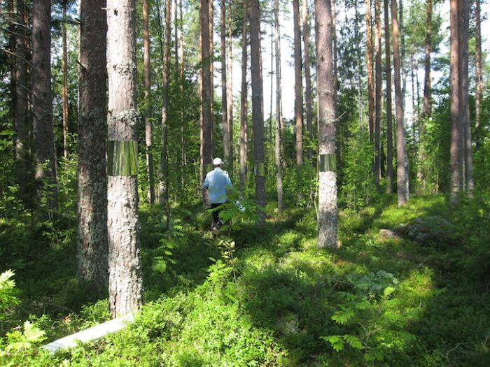 Invisible Trees in Forest Prank (7 pics)
