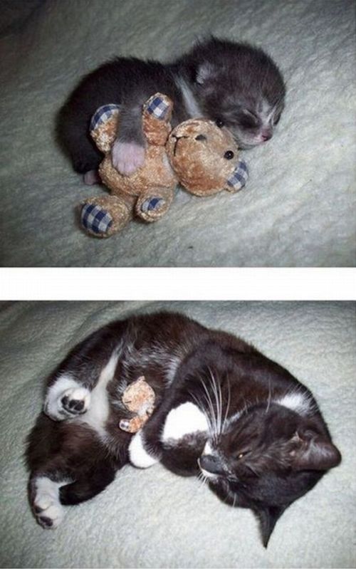 The Story of Two Cats Growing (15 pics) The Story of Two Cats Growing (15 pics)