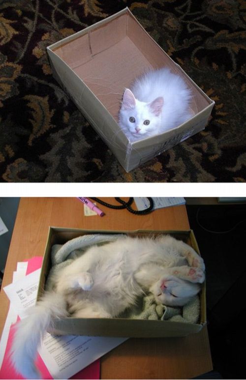 The Story of Two Cats Growing (15 pics) The Story of Two Cats Growing (15 pics)