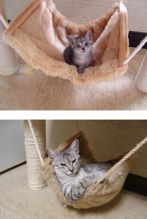 The Story of Two Cats Growing (15 pics) The Story of Two Cats Growing (15 pics)