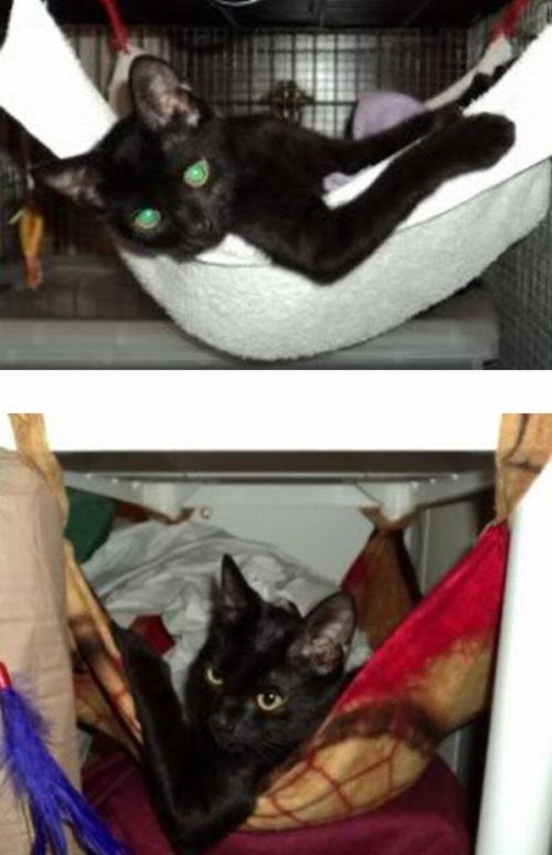 The Story of Two Cats Growing (15 pics) The Story of Two Cats Growing (15 pics)