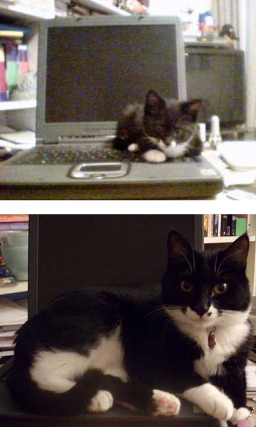 The Story of Two Cats Growing (15 pics) The Story of Two Cats Growing (15 pics)