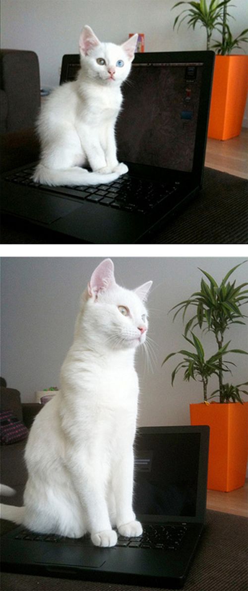 The Story of Two Cats Growing (15 pics) The Story of Two Cats Growing (15 pics)