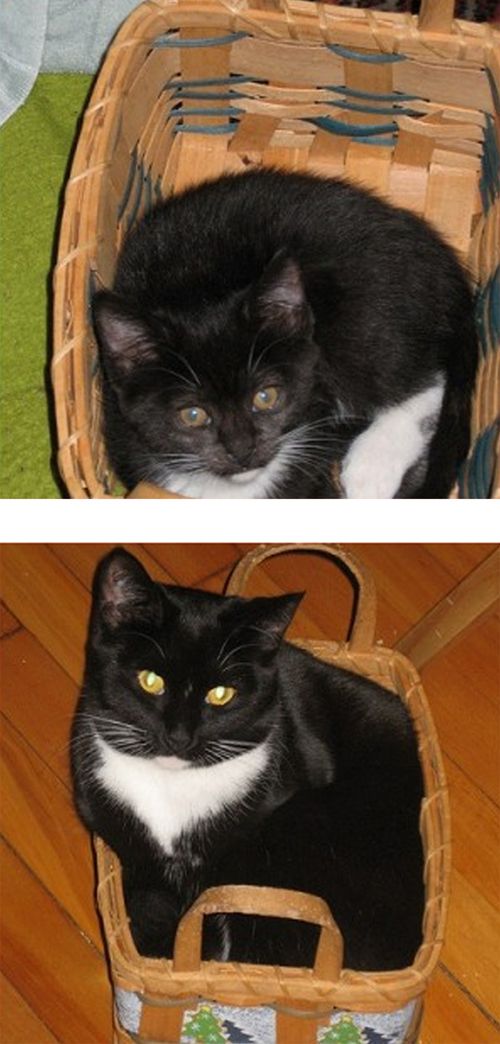 The Story of Two Cats Growing (15 pics) The Story of Two Cats Growing (15 pics)