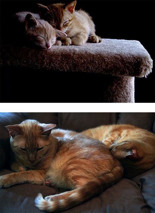 The Story of Two Cats Growing (15 pics) The Story of Two Cats Growing (15 pics)