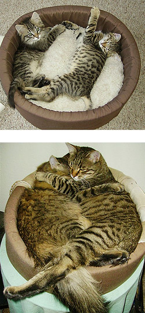 The Story of Two Cats Growing (15 pics) The Story of Two Cats Growing (15 pics)