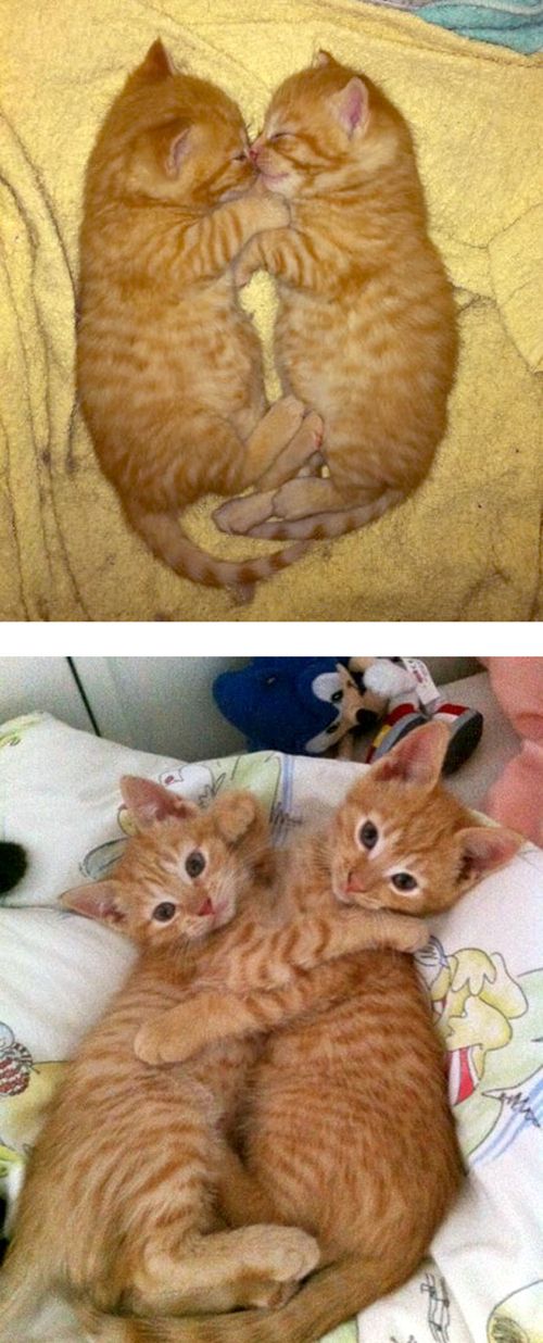 The Story of Two Cats Growing (15 pics) The Story of Two Cats Growing (15 pics)